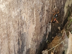 Tanyptera