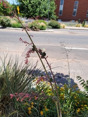 Hesperaloe parviflora