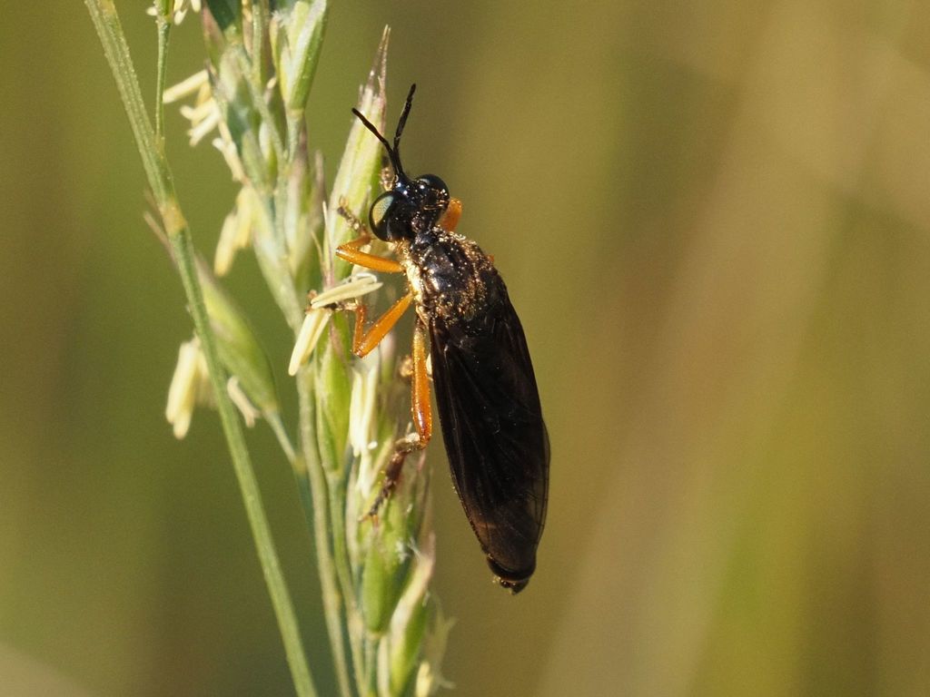 Dioctria flavipennis