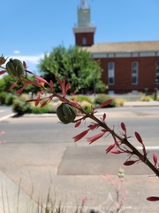 Hesperaloe parviflora