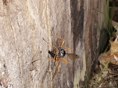 Tanyptera