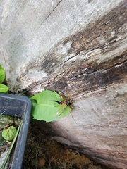 Tanyptera