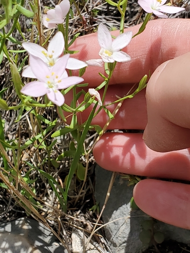 Image of Zeltnera calycosa by (c) Jo Roberts, some rights reserved (CC BY)