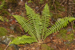 Polystichum braunii image