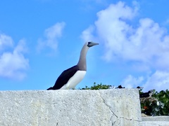 Sula leucogaster brewsteri