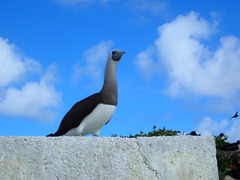 Sula leucogaster brewsteri