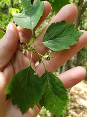 Crataegus viridis