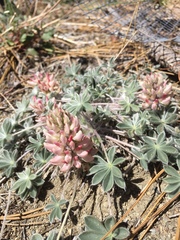 Lupinus constancei