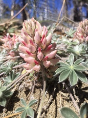 Lupinus constancei