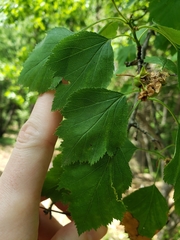 Crataegus viridis