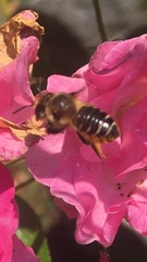 Megachile