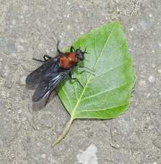 Clitellaria ephippium