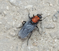 Clitellaria ephippium