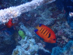 Centropyge loriculus