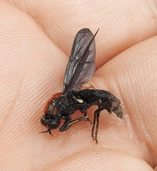 Clitellaria ephippium