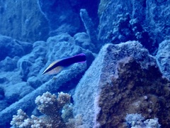 Labroides phthirophagus