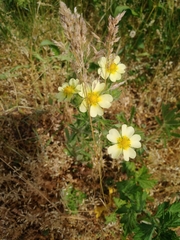 Potentilla recta
