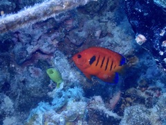 Centropyge loriculus