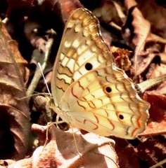 Anartia jatrophae