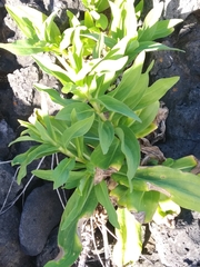 Solidago azorica