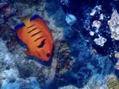 Centropyge loriculus