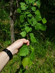 Crataegus viridis