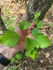 Crataegus viridis