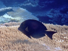 Acanthurus nigroris