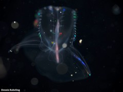 Ocyropsis crystallina