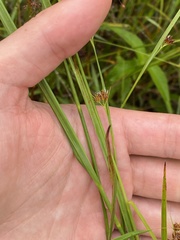 Juncus filipendulus