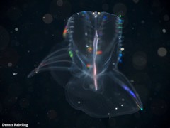 Ocyropsis crystallina