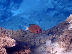 Pycnochromis pacifica