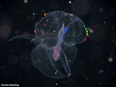 Ocyropsis crystallina