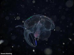 Ocyropsis crystallina