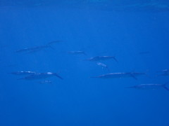 Hyporhamphus acutus