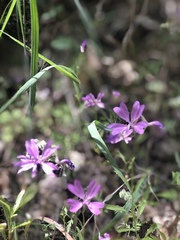 Clarkia biloba