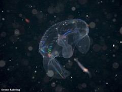 Ocyropsis crystallina