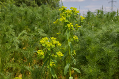 Euphorbia platyphyllos
