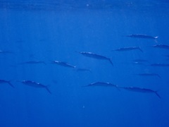 Hyporhamphus acutus