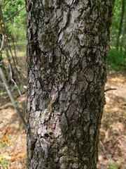 Crataegus viridis