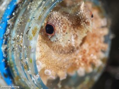Amphioctopus burryi