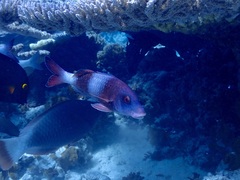 Parupeneus insularis