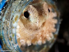 Amphioctopus burryi