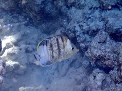 Chaetodon multicinctus