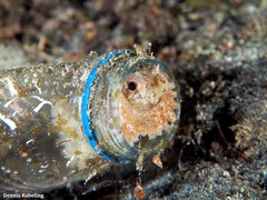 Amphioctopus burryi