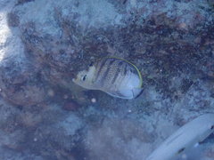 Chaetodon multicinctus