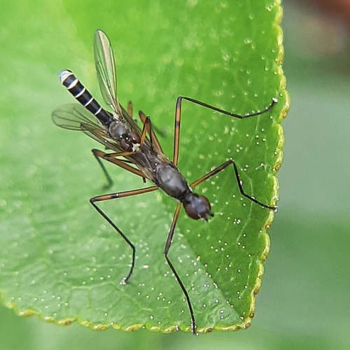Micropeza corrigiolata, photo 6 of 10