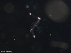 Pterotrachea coronata