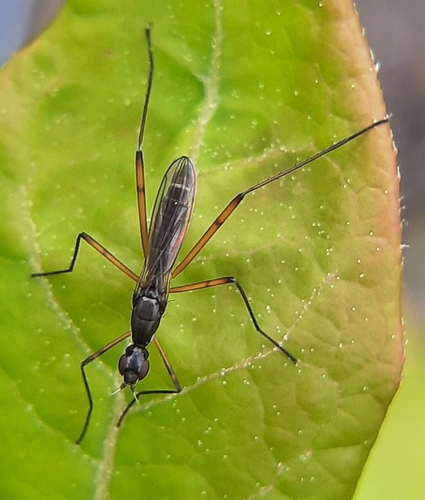 Micropeza corrigiolata, photo 5 of 10