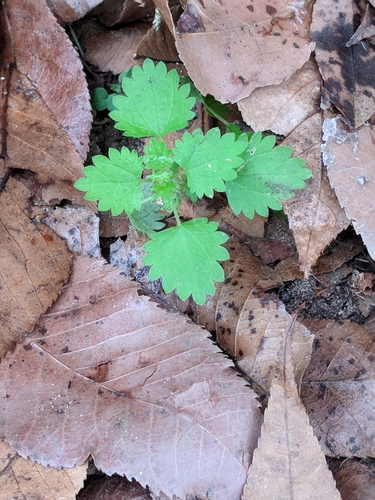 Urtica chamaedryoides image